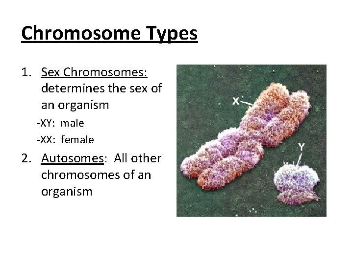 Chromosome Types 1. Sex Chromosomes: determines the sex of an organism -XY: male -XX: