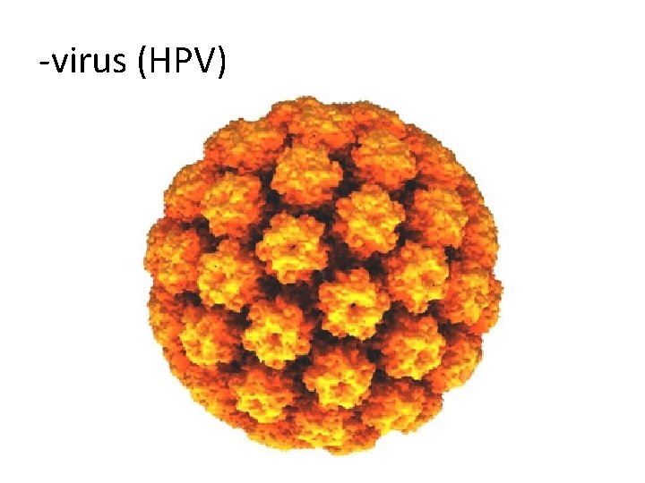 -virus (HPV) 