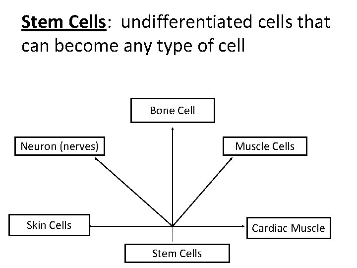 Stem Cells: undifferentiated cells that can become any type of cell Bone Cell Neuron