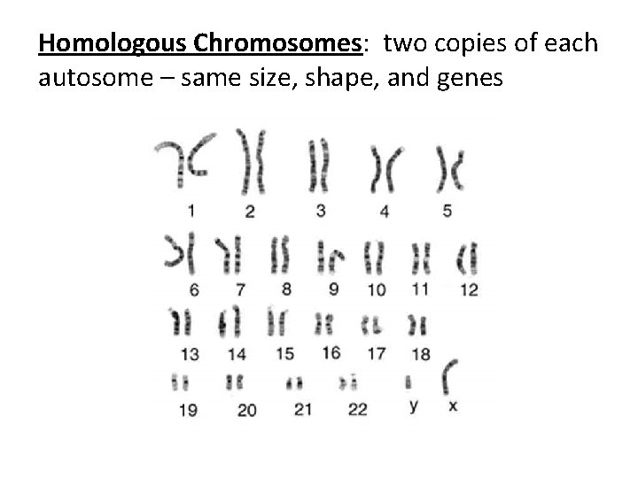 Homologous Chromosomes: two copies of each autosome – same size, shape, and genes 