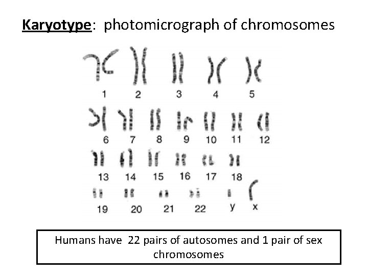Karyotype: photomicrograph of chromosomes Humans have 22 pairs of autosomes and 1 pair of