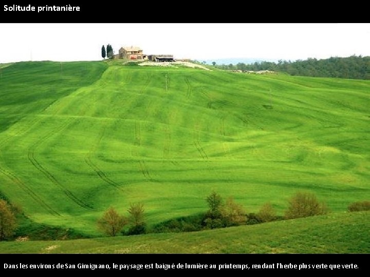 Solitude printanière Dans les environs de San Gimignano, le paysage est baigné de lumière