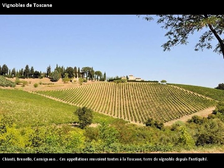 Vignobles de Toscane Chianti, Brunello, Carmignano. . . Ces appellations renvoient toutes à la