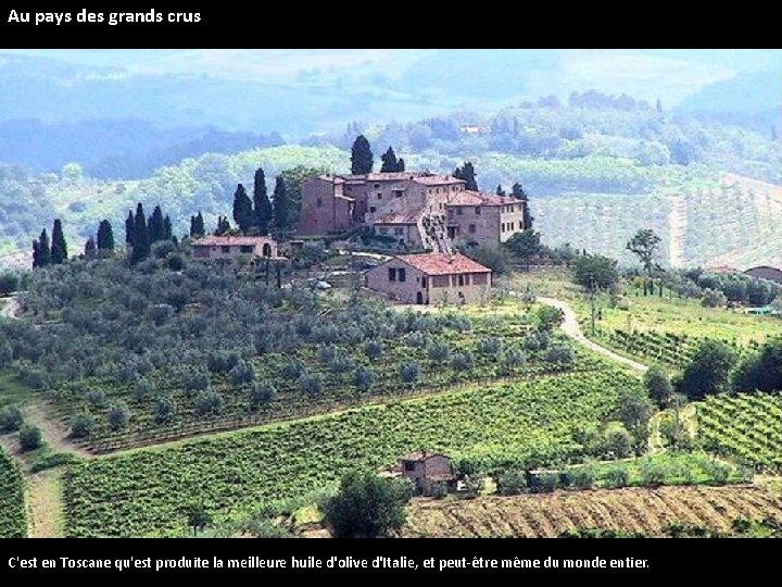 Au pays des grands crus C'est en Toscane qu'est produite la meilleure huile d'olive