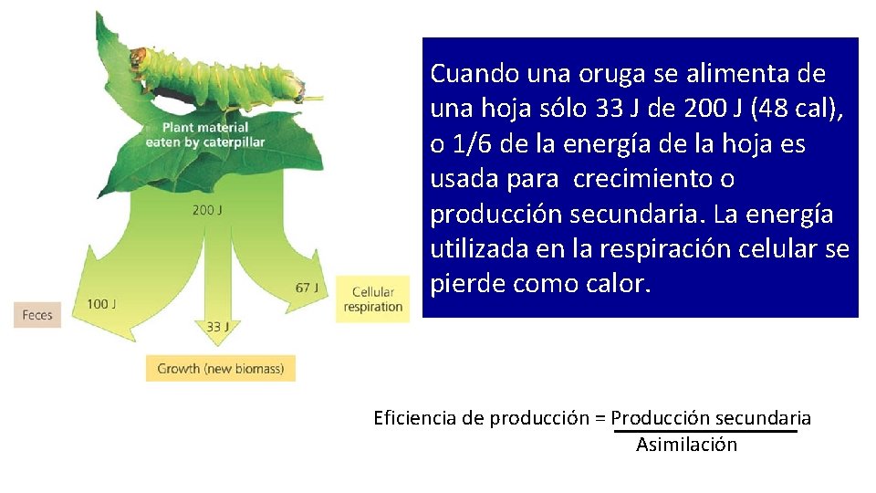 Cuando una oruga se alimenta de una hoja sólo 33 J de 200 J