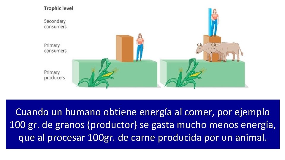 Cuando un humano obtiene energía al comer, por ejemplo 100 gr. de granos (productor)