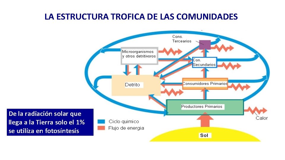 LA ESTRUCTURA TROFICA DE LAS COMUNIDADES De la radiación solar que llega a la