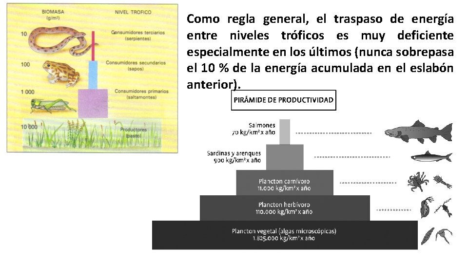 Como regla general, el traspaso de energía entre niveles tróficos es muy deficiente especialmente