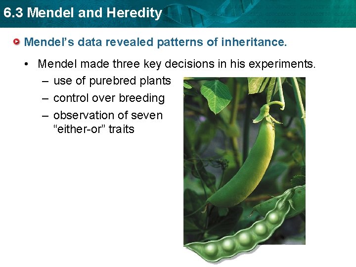 6. 3 Mendel and Heredity Mendel’s data revealed patterns of inheritance. • Mendel made 6. 3 Mendel and Heredity Mendel’s data revealed patterns of inheritance. • Mendel made