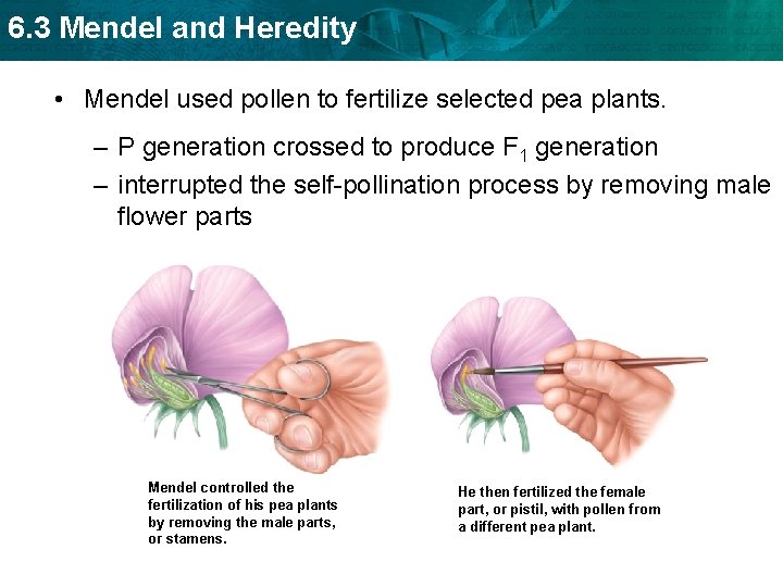 6. 3 Mendel and Heredity • Mendel used pollen to fertilize selected pea plants.