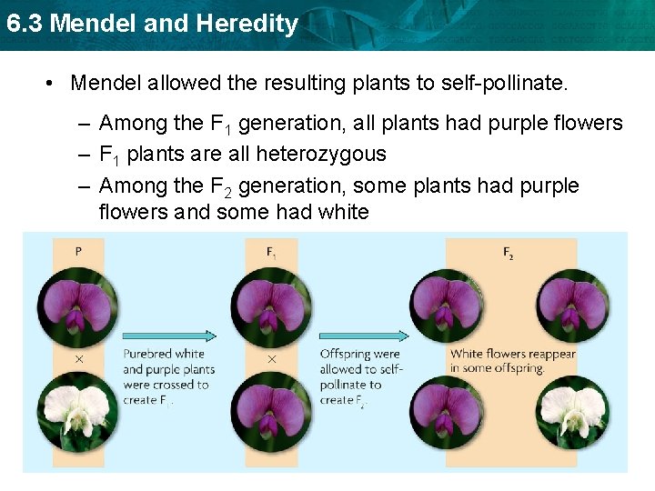 6. 3 Mendel and Heredity • Mendel allowed the resulting plants to self-pollinate. –