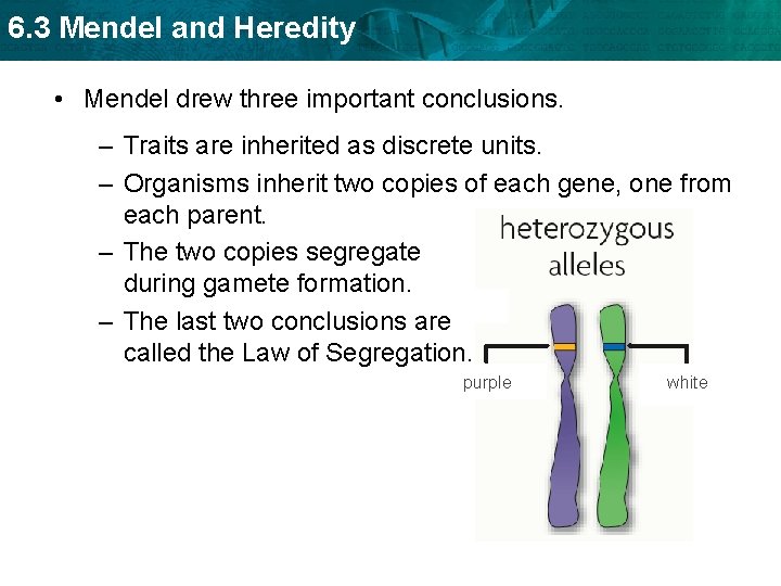 6. 3 Mendel and Heredity • Mendel drew three important conclusions. – Traits are