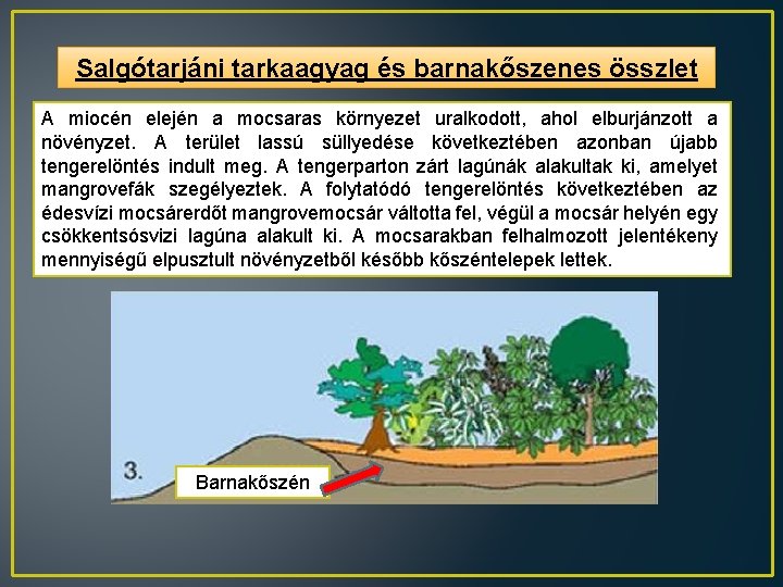 Salgótarjáni tarkaagyag és barnakőszenes összlet A miocén elején a mocsaras környezet uralkodott, ahol elburjánzott