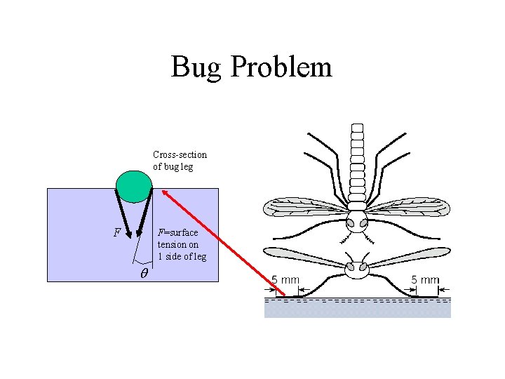 Bug Problem Cross-section of bug leg F F=surface tension on 1 side of leg