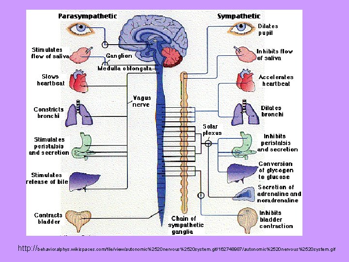 http: //behavioralphys. wikispaces. com/file/view/autonomic%2520 nervous%2520 system. gif/162748987/autonomic%2520 nervous%2520 system. gif 