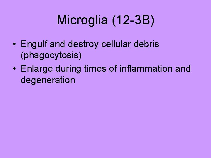 Microglia (12 -3 B) • Engulf and destroy cellular debris (phagocytosis) • Enlarge during