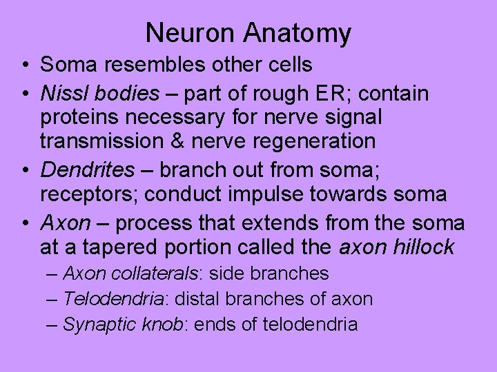 Neuron Anatomy • Soma resembles other cells • Nissl bodies – part of rough