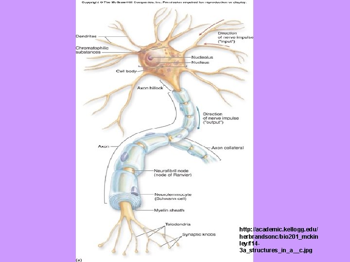 http: //academic. kellogg. edu/ herbrandsonc/bio 201_mckin ley/f 143 a_structures_in_a__c. jpg 