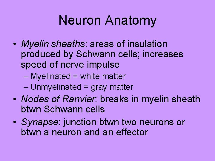 Neuron Anatomy • Myelin sheaths: areas of insulation produced by Schwann cells; increases speed