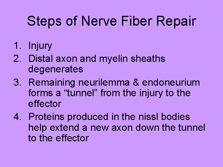 Steps of Nerve Fiber Repair 1. Injury 2. Distal axon and myelin sheaths degenerates