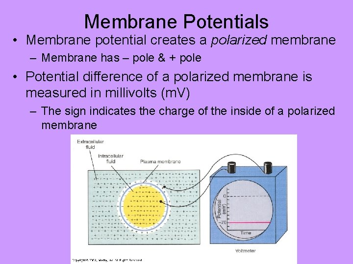 Membrane Potentials • Membrane potential creates a polarized membrane – Membrane has – pole