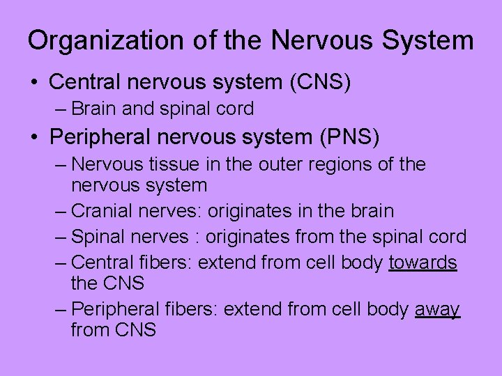 Organization of the Nervous System • Central nervous system (CNS) – Brain and spinal