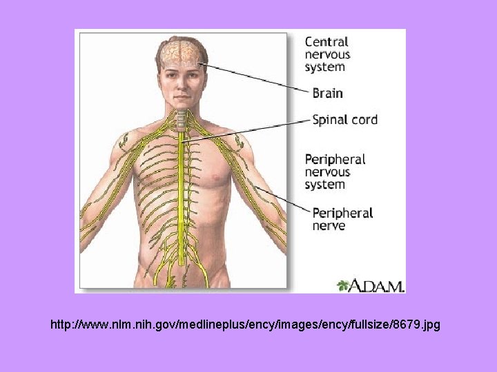 http: //www. nlm. nih. gov/medlineplus/ency/images/ency/fullsize/8679. jpg 