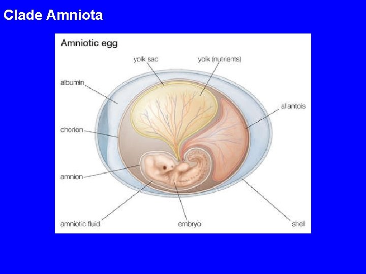 Clade Amniota 