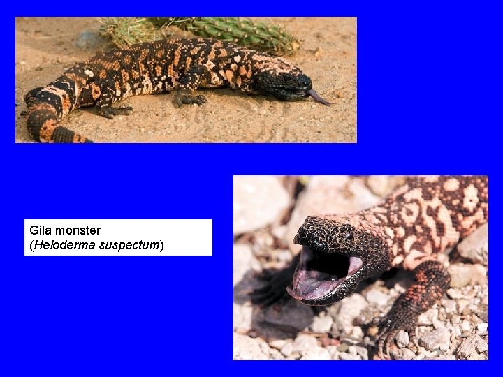 Gila monster (Heloderma suspectum) 