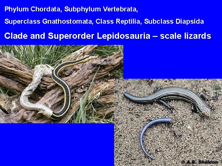 Phylum Chordata, Subphylum Vertebrata, Superclass Gnathostomata, Class Reptilia, Subclass Diapsida Clade and Superorder Lepidosauria