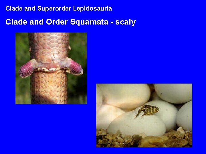 Clade and Superorder Lepidosauria Clade and Order Squamata - scaly 