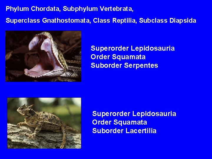 Phylum Chordata, Subphylum Vertebrata, Superclass Gnathostomata, Class Reptilia, Subclass Diapsida Superorder Lepidosauria Order Squamata
