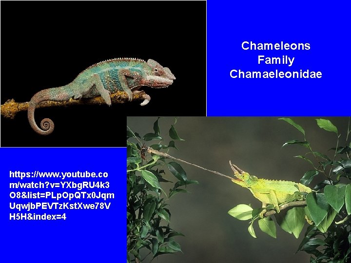 Chameleons Family Chamaeleonidae https: //www. youtube. co m/watch? v=YXbg. RU 4 k 3 O
