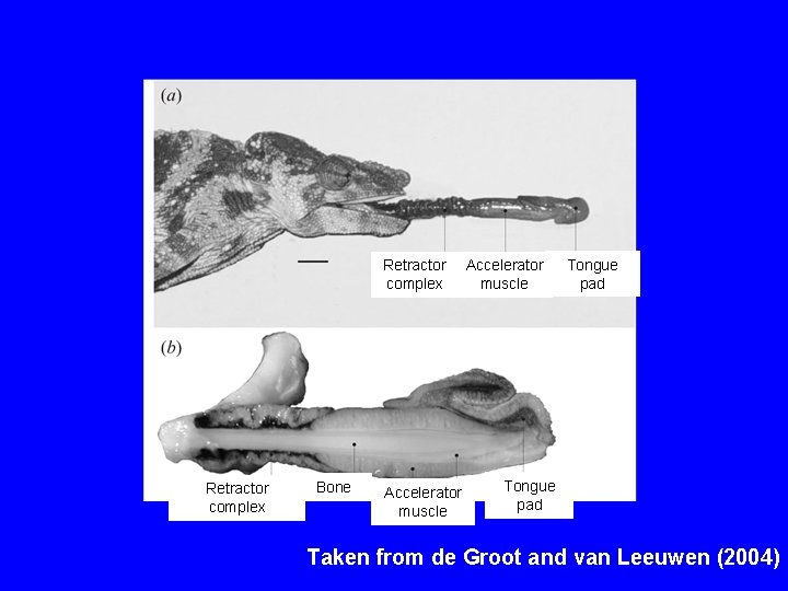 Retractor complex Bone Accelerator muscle Tongue pad Taken from de Groot and van Leeuwen
