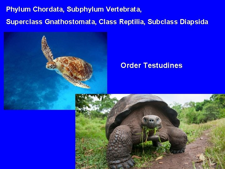 Phylum Chordata, Subphylum Vertebrata, Superclass Gnathostomata, Class Reptilia, Subclass Diapsida Order Testudines 