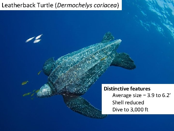 Leatherback Turtle (Dermochelys coriacea) Distinctive features Average size – 3. 9 to 6. 2’