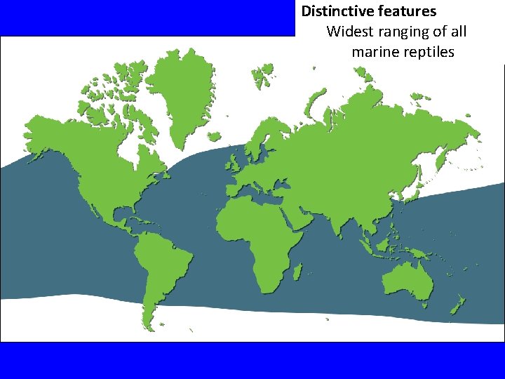 Distinctive features Widest ranging of all marine reptiles 