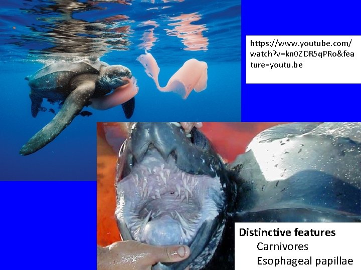 https: //www. youtube. com/ watch? v=kn 0 ZDR 5 q. PRo&fea ture=youtu. be Distinctive
