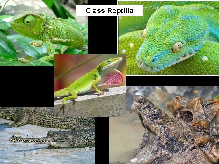Class Reptilia 