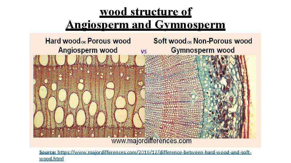 wood structure of Angiosperm and Gymnosperm Source: https: //www. majordifferences. com/2016/12/difference-between-hard-wood-and-softwood. html 