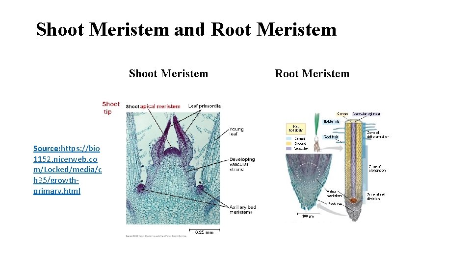 Shoot Meristem and Root Meristem Shoot Meristem Source: https: //bio 1152. nicerweb. co m/Locked/media/c