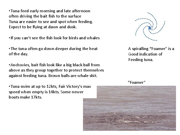  • Tuna feed early morning and late afternoon often driving the bait fish