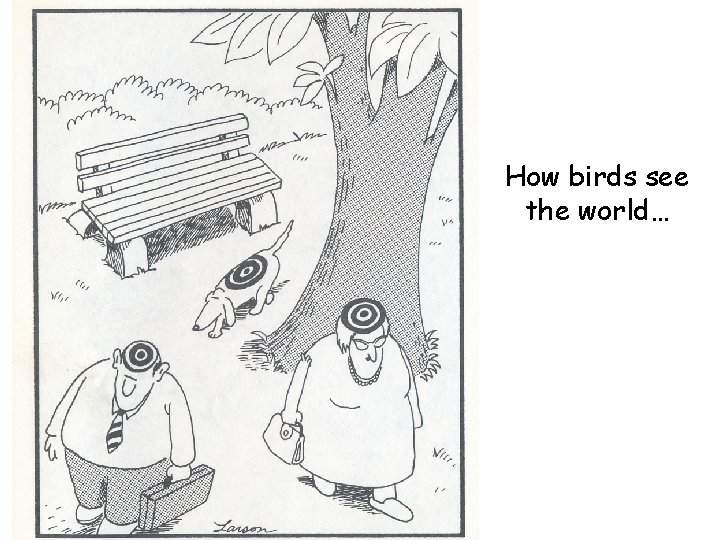 How birds see the world… 