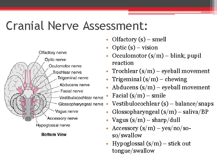 Cranial Nerve Assessment: • Olfactory (s) – smell • Optic (s) – vision •