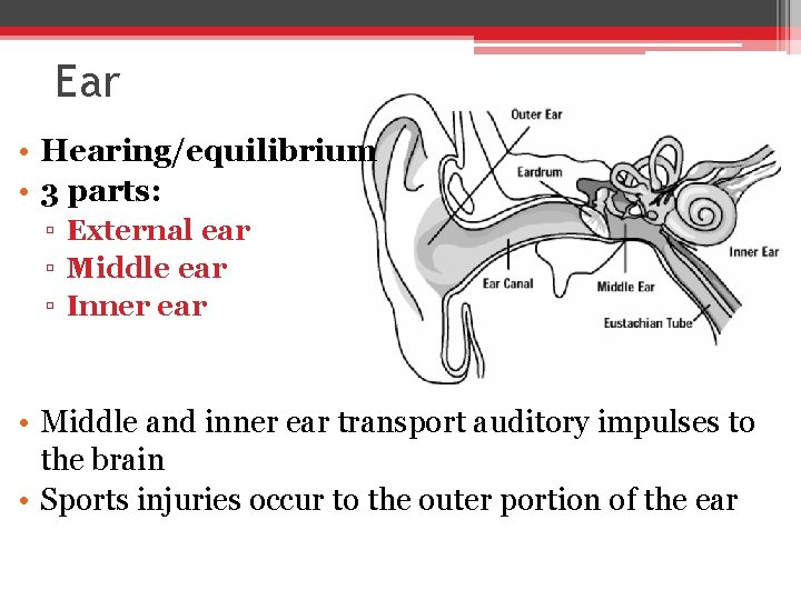 Ear • Hearing/equilibrium • 3 parts: ▫ External ear ▫ Middle ear ▫ Inner