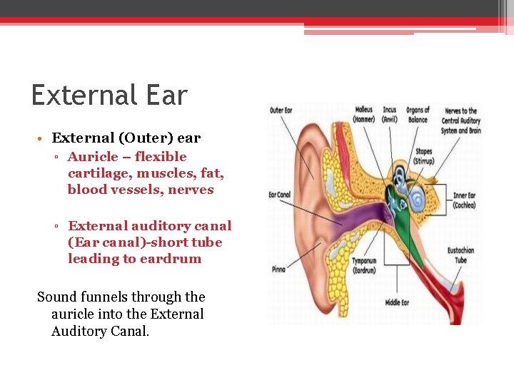 External Ear • External (Outer) ear ▫ Auricle – flexible cartilage, muscles, fat, blood