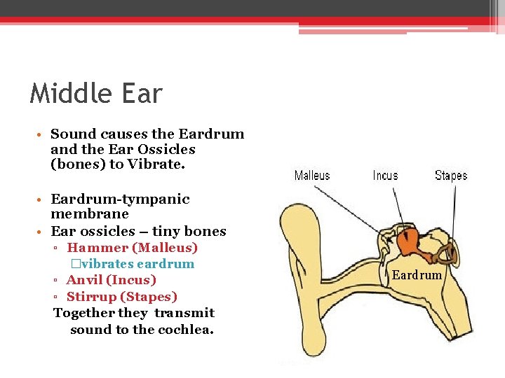 Middle Ear • Sound causes the Eardrum and the Ear Ossicles (bones) to Vibrate.