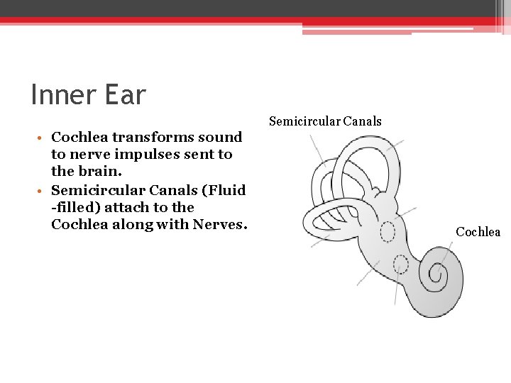 Inner Ear Semicircular Canals • Cochlea transforms sound to nerve impulses sent to the