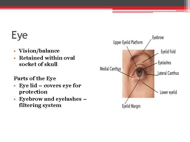 Eye • Vision/balance • Retained within oval socket of skull Parts of the Eye