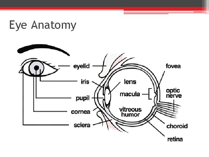 Eye Anatomy 
